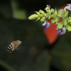 Amegilla sp. (genus) at Brisbane City, QLD - 4 Jan 2024 by TimL