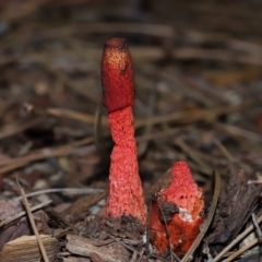 Unidentified Stinkhorn: with a smelly, brownish spore slime at Brisbane City, QLD - 4 Jan 2024 by TimL