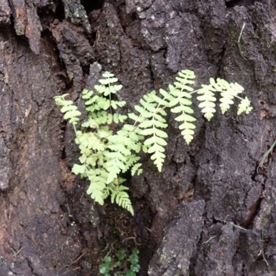 Histiopteris incisa (Bat's-Wing Fern) at Burradoo, NSW - 4 Jan 2024 by plants