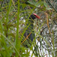 Porphyrio melanotus (Australasian Swamphen) at Cecil Hoskins Nature Reserve - 4 Jan 2024 by plants