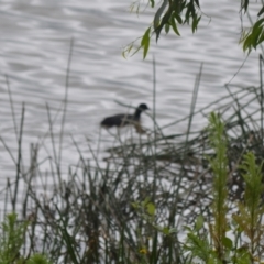 Fulica atra (Eurasian Coot) at Wingecarribee Local Government Area - 4 Jan 2024 by plants