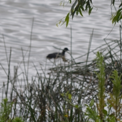 Fulica atra (Eurasian Coot) at Wingecarribee Local Government Area - 4 Jan 2024 by plants