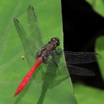 Orthetrum villosovittatum (Fiery Skimmer) at Brisbane City Botanic Gardens - 4 Jan 2024 by TimL