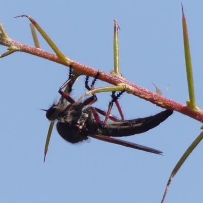 Unidentified Robber fly (Asilidae) at Woodlands, NSW - 2 Jan 2024 by Curiosity