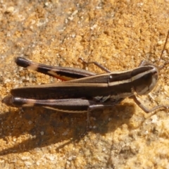 Macrotona australis (Common Macrotona Grasshopper) at Woodlands - 2 Jan 2024 by Curiosity