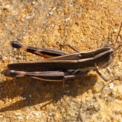 Macrotona australis (Common Macrotona Grasshopper) at Woodlands - 3 Jan 2024 by Curiosity