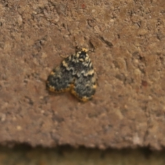 Halone sinuata (Rock Lichen Moth) at Cook, ACT - 3 Jan 2024 by Tammy