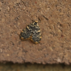 Halone sinuata at Cook, ACT - 4 Jan 2024 08:37 AM