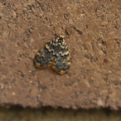 Halone sinuata (Rock Lichen Moth) at Cook, ACT - 3 Jan 2024 by Tammy