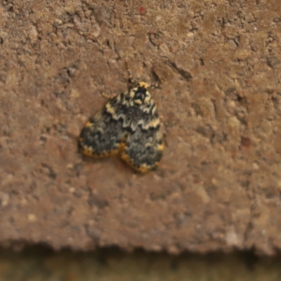 Halone sinuata (Rock Lichen Moth) at Cook, ACT - 4 Jan 2024 by Tammy