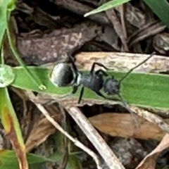 Polyrhachis sp. (genus) (A spiny ant) at Kangaroo Valley, NSW - 4 Jan 2024 by lbradley