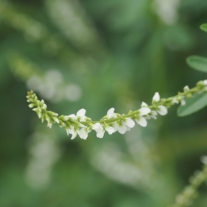 Melilotus albus at UMD007: Casuarina Sands, Cotter - 2 Jan 2024