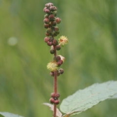 Adriana tomentosa var. tomentosa (Eastern Bitterbush) at Stony Creek - 2 Jan 2024 by RAllen