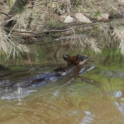 Wallabia bicolor (Swamp Wallaby) at Stony Creek - 2 Jan 2024 by RAllen