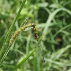 Nososticta solida (Orange Threadtail) at Stony Creek - 2 Jan 2024 by RAllen