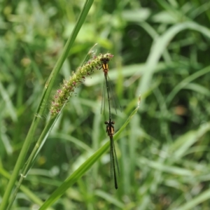 Nososticta solida at Stony Creek - 2 Jan 2024