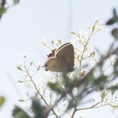 Jalmenus icilius (Amethyst Hairstreak) at Red Hill, ACT - 2 Jan 2024 by RAllen