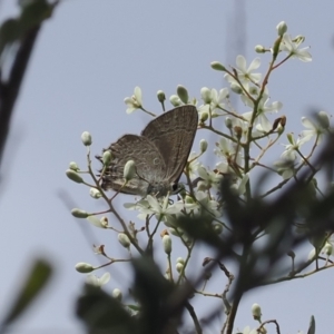 Jalmenus icilius at Red Hill Nature Reserve - 2 Jan 2024