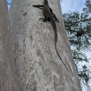 Varanus varius at Burrinjuck, NSW - 5 Jan 2024