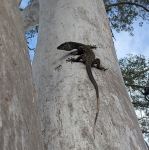 Varanus varius at Burrinjuck, NSW - 5 Jan 2024