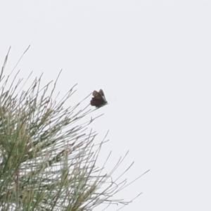 Hypochrysops delicia at Red Hill Nature Reserve - 2 Jan 2024