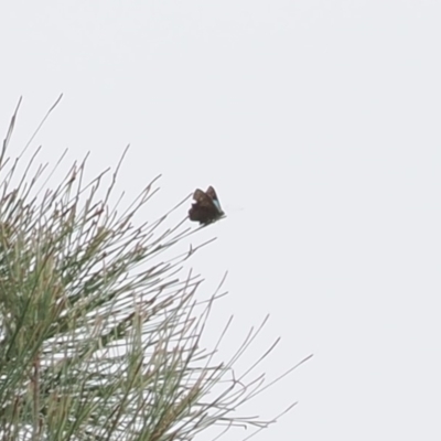 Hypochrysops delicia (Moonlight Jewel) at Red Hill Nature Reserve - 2 Jan 2024 by RAllen