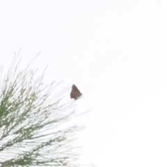 Hypochrysops delicia at Red Hill Nature Reserve - 2 Jan 2024