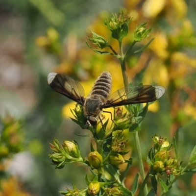 Comptosia quadripennis (a bee fly) at Red Hill, ACT - 2 Jan 2024 by RAllen