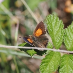 Paralucia pyrodiscus (Fiery Copper) at Tuggeranong Hill - 1 Jan 2024 by RAllen