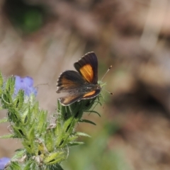 Paralucia pyrodiscus at Tuggeranong Hill - 1 Jan 2024