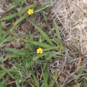 Linum trigynum at Tuggeranong Hill - 1 Jan 2024