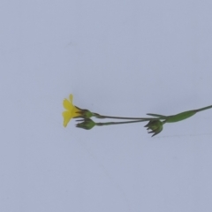 Linum trigynum at Tuggeranong Hill - 1 Jan 2024