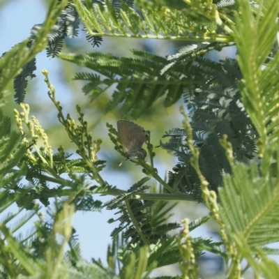 Nacaduba biocellata (Two-spotted Line-Blue) at Theodore, ACT - 1 Jan 2024 by RAllen