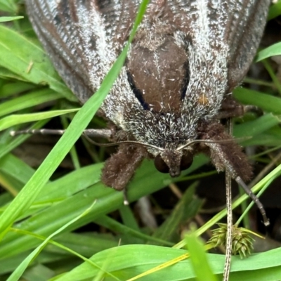 Endoxyla lituratus (A Wattle Goat Moth) at Kangaroo Valley, NSW - 4 Jan 2024 by lbradleyKV