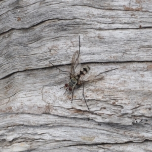 Prosena sp. (genus) at Tuggeranong Hill - 1 Jan 2024