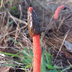 Phallus rubicundus (Phallus rubicundus) at Mulligans Flat - 5 Jan 2024 by Numbat