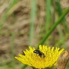 Lasioglossum (Homalictus) sp. (genus & subgenus) (Furrow Bee) at Jerrabomberra Wetlands - 30 Nov 2023 by ChrisBenwah