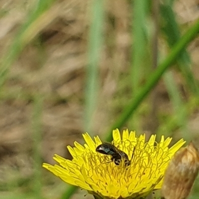 Lasioglossum (Homalictus) sp. (genus & subgenus) (Furrow Bee) at Jerrabomberra Wetlands - 30 Nov 2023 by ChrisBenwah