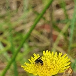 Lasioglossum (Homalictus) sp. (genus & subgenus) at Jerrabomberra Wetlands (JWT) - 1 Dec 2023 10:51 AM