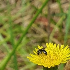 Lasioglossum (Homalictus) sp. (genus & subgenus) at Jerrabomberra Wetlands (JWT) - 1 Dec 2023