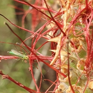 Chironomidae (family) at Jerrabomberra Wetlands (JWT) - suppressed