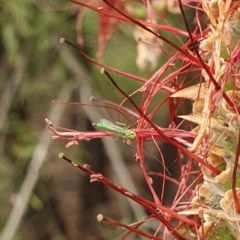 Chironomidae (family) at Jerrabomberra Wetlands (JWT) - suppressed