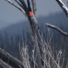 Callocephalon fimbriatum (Gang-gang Cockatoo) at Kosciuszko National Park - 25 Dec 2023 by LyndalT