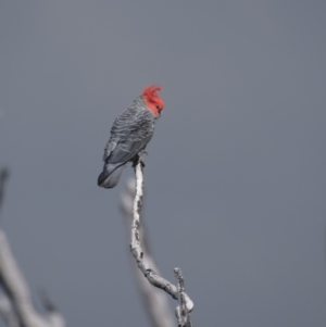 Callocephalon fimbriatum at Kosciuszko National Park - suppressed