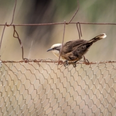 Pomatostomus temporalis temporalis (Grey-crowned Babbler) at Piney Range, NSW - 4 Jan 2024 by trevsci