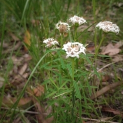 Pimelea linifolia (Slender Rice Flower) at The Gap, NSW - 4 Jan 2024 by poszum