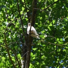 Cacatua sanguinea (Little Corella) at Nariel Valley, VIC - 27 Dec 2022 by LyndalT