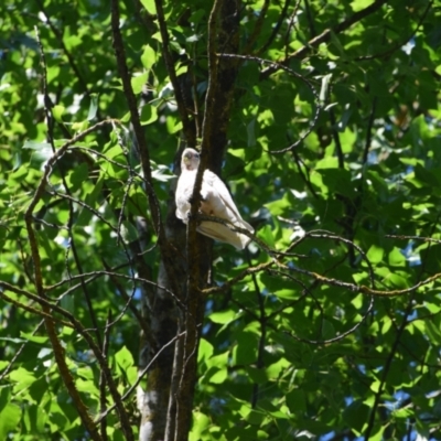 Cacatua sanguinea (Little Corella) at Nariel Valley, VIC - 27 Dec 2022 by LyndalT