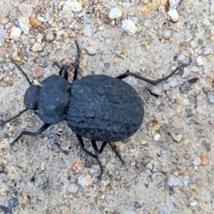 Adelium angulicolle at Tarago, NSW - 28 Dec 2023