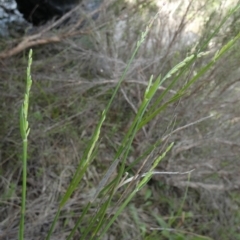 Unidentified Grass at Borough, NSW - 28 Dec 2023 by Paul4K